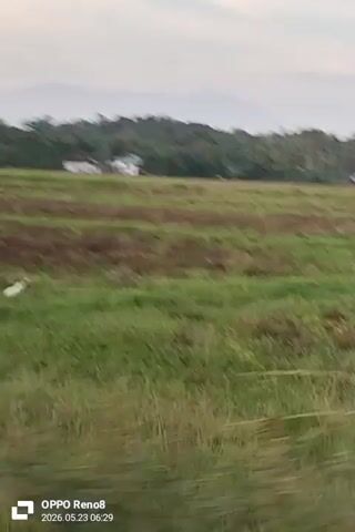 The video shows a field with green grass and brown patches, likely a rice paddy field, with several white birds standing or walking in it. In the background, there is a line of trees, including palm trees, with some buildings visible. Further back, there are hills or mountains in the distance under a cloudy sky. The camera is moving, as if from a vehicle passing by the field. The lower left corner of the video contains the text "OPPO Reno8" and "2026.05.23 06:29".
