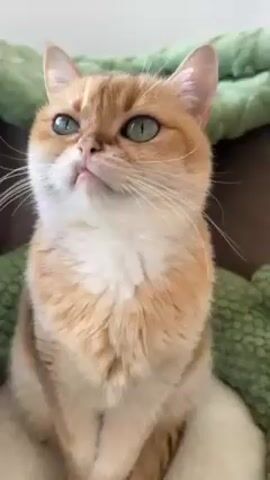 A video shows a golden cat with green eyes looking at the camera. A hand presents a tube of cream to the cat. The cat appears unhappy with the cream. The person speaking states that the cat is under treatment for a boo-boo in its eye. The cat is sitting on a green crocheted blanket.