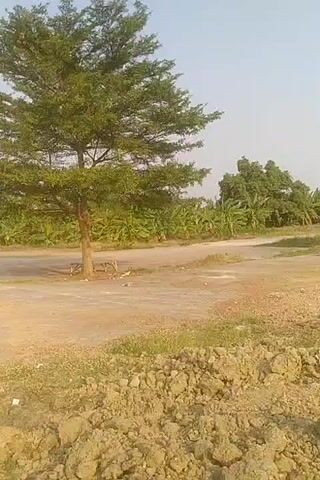 The video shows a tree with lush green foliage standing in a dirt clearing. Behind the tree, there is a dirt road, and beyond that, a plantation of banana trees. The sky is clear and blue, and the sun is shining. The video is recorded in portrait mode, and the camera is slightly shaky. There are no people or animals visible in the video.
