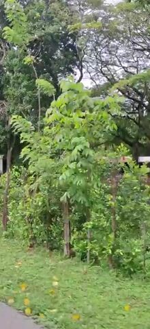 The video begins showing a lush green tree with vibrant leaves in focus against a blurred background of more greenery and trees. The camera then pans to the right, revealing a grassy slope with some trees and vegetation growing on it. As the camera continues to move, it captures more of the uneven terrain, with patches of grass, exposed soil, and some fallen leaves. The scene appears to be a natural outdoor environment, possibly a park or a wooded area, with a slight incline. The lighting suggests it might be an overcast day or late afternoon. The camera movement is somewhat shaky, indicating it might be handheld. The video ends by showing the edge of a raised embankment, revealing the texture of the soil and some exposed roots, with more trees visible at the top.