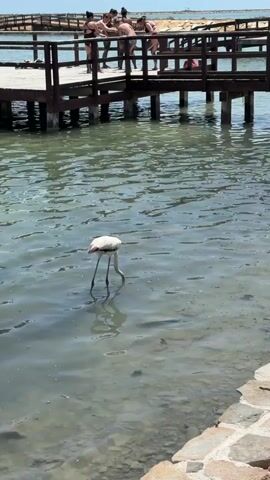 A light-colored flamingo stands in shallow, murky water, its head bent down as it feeds. In the background, a wooden pier extends over the water, with several people standing on it, appearing to observe or interact with the flamingo or the water. The pier has a wooden railing and is supported by pilings. The water is calm, with visible ripples. The shoreline in the foreground is lined with stones. The sky is bright and appears to be a clear day.