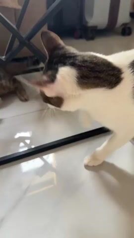 A black and white cat approaches a glass surface and looks at its reflection, which is a tabby cat. The black and white cat then nudges the glass with its nose. The tabby cat, seemingly startled, retreats under a metal-framed table. The black and white cat continues to observe the tabby cat from the other side of the glass. The scene takes place on a tiled floor.