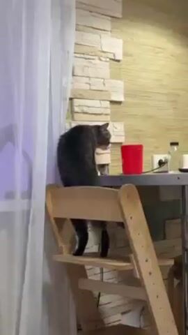 A medium shot shows a gray-striped cat with white paws standing on a wooden step stool positioned in front of a gray and silver table. The cat leans over and drinks from a white mug sitting on the table. The table is cluttered with a red container, a bottle, a saucer, and other items. Behind the table is a light-colored wall with a partial section of faux stacked stones. A white curtain hangs near a window on the left, and a pendant light fixture is above the table. A human voice speaks in the background.
