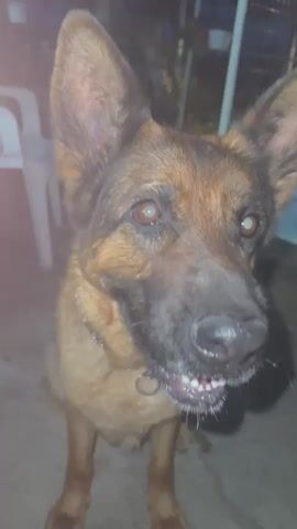 A German Shepherd dog with tan and black fur is sitting outdoors. It is wearing a chain collar. The dog is looking at the camera and its mouth is open, revealing its teeth. A slice of pizza with red sauce and white toppings is being offered to the dog. The dog appears to be eating the pizza. The background is blurred and shows some outdoor elements.