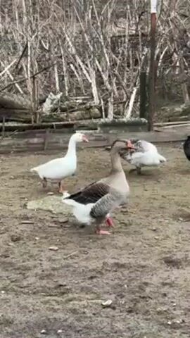 The video shows a small flock of domestic fowl in a dirt yard. There are geese, white chickens, black chickens, and two turkeys. The geese vocalize throughout the video.  The birds walk around and peck at the ground. A rickety fence and some bare trees are in the background.