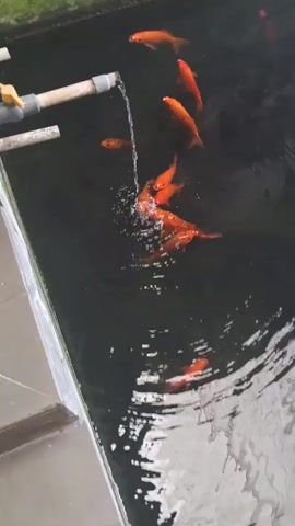 A school of orange fish swim in a dark pond. Water is flowing from a white pipe into the pond, creating ripples. Some of the fish are gathered near the pipe, while others swim further away. The pond appears to be a man-made structure with a grey border.