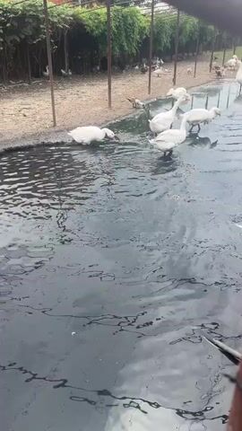 The video shows a body of dark, murky water, possibly a pond or pool, with several white geese or ducks swimming and wading in it. The water has an oily or muddy sheen on its surface, with irregular black patterns swirling and reflecting the light. In the background, a fence encloses an area with more geese, some on land and some in the water. There are also some smaller, brown birds visible. The overall impression is of an outdoor enclosure for waterfowl.