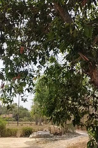 The video shows a view looking up through the branches of a large tree, with lush green leaves and a thick, textured trunk. In the background, there is a dirt path or road with some smaller trees and vegetation. Further in the distance, there appear to be some buildings or structures, possibly houses, with white pillars and a roof. The lighting suggests it is daytime. The camera angle is angled upwards, making the tree dominate the foreground. There are no people visible in the video. The overall scene appears to be an outdoor environment, possibly a rural or suburban area.