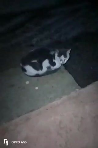 The video shows a cat with black and white fur, curled up on a concrete surface, in a dimly lit environment. The cat stands up and walks a short distance. The scene is dark, with limited visibility. The environment appears to be outdoors, perhaps a yard or walkway. An OPPO A53 watermark is visible.