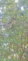 Rural wildlife documented in Venezuelan village backyard setting