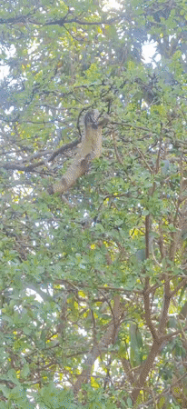 Rural wildlife documented in Venezuelan village backyard setting