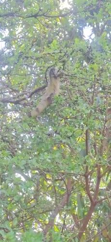 Rural wildlife documented in Venezuelan village backyard setting