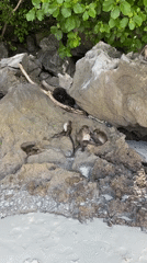 Macaques, longtails, and limestone cliffs along the Krabi coast