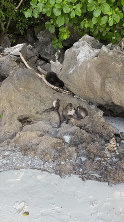 Macaques, longtails, and limestone cliffs along the Krabi coast