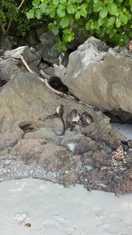A group of macaques are interacting on a rocky shore with a sandy beach in the foreground. Lush green foliage hangs from above, obscuring the sky. The macaques, varying in size, are clustered together on the rocks. Some are grooming each other, while others are resting or observing their surroundings. A dark-colored macaque is partially visible lying down amongst some debris on a higher rock ledge. Another macaque is perched on a rock to the right. The lighting suggests it is daytime.