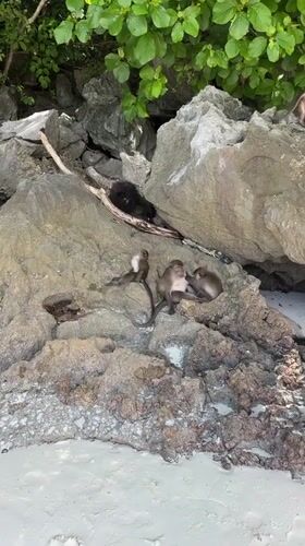 Macaques, longtails, and limestone cliffs along the Krabi coast