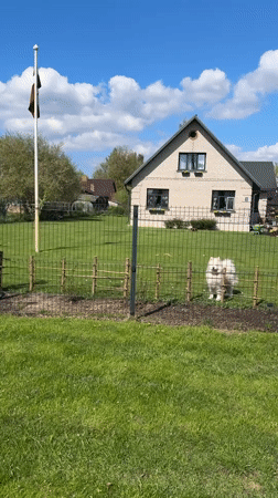 Woman with Shiba Inu enjoys sunny day in Carnikava backyard