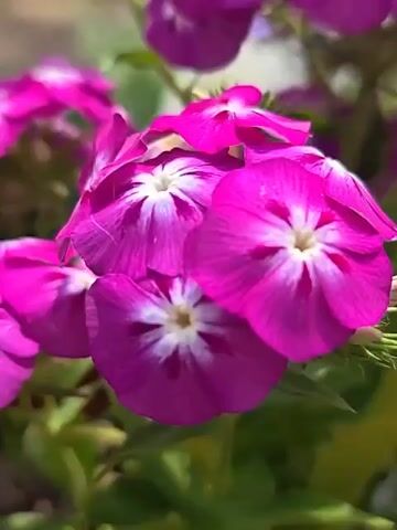 The video shows close-ups of flowers. The first shot is a close-up of bright pink flowers with white centers. The second shot is a continuation of the first, showing more pink flowers and green leaves. The third shot shows green leaves and some brown, dried leaves, with hints of purple and white flowers in the background. The fourth shot is a close-up of white flowers with green stems and leaves. The final shot shows bright pink flowers against a blurred green background.