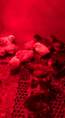 Baby chicks huddle under heat lamp in Bulgarian farm setup