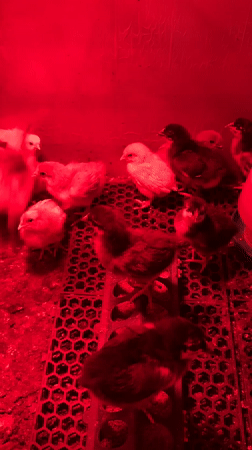 Baby chicks huddle under heat lamp in Bulgarian farm setup