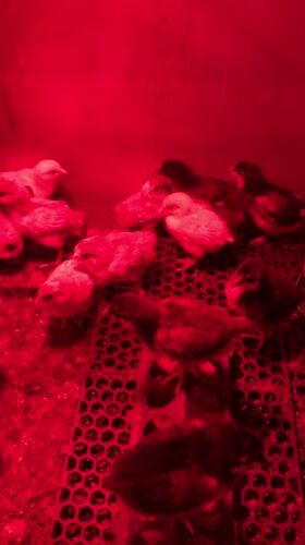Baby chicks huddle under heat lamp in Bulgarian farm setup