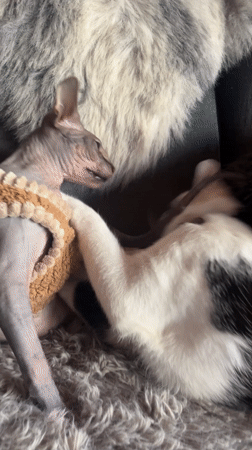 Early morning domestic moments captured in Konz, Germany