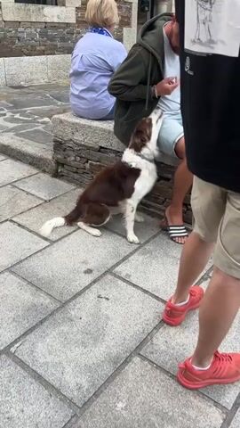 A brown and white border collie dog sits on a stone pavement, looking up at a man wearing a green hoodie and blue shorts. The man is reaching down to pet the dog. To the left, a person wearing a blue striped shirt sits on a stone ledge. To the right, the legs of two people are visible, one wearing red shoes. The environment appears to be an outdoor public space with stone paving and a stone wall in the background.