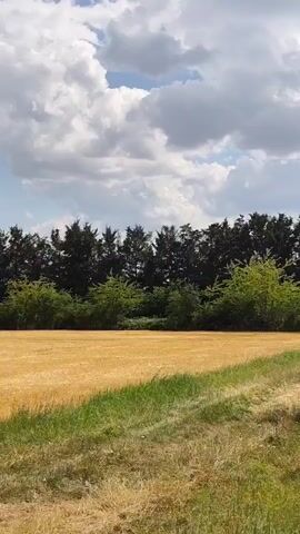 The video shows a wide shot of a golden field under a partly cloudy sky. The field appears to be a harvested crop, possibly wheat or barley, with some green grass along the edge. In the background, a dense line of dark green trees forms a natural border. To the left of the trees, a tall, slender, lattice-like tower, likely a power pylon, stands against the sky. The clouds are large and white, with some darker grey areas suggesting they are full of moisture. The lighting indicates it is daytime. There are no people or animals visible in the frame.
