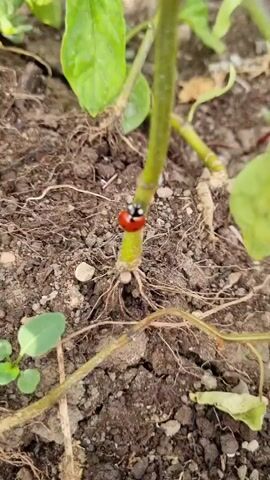 The video shows a close-up view of a ladybug on a plant stem. The ladybug is small and round with a red shell and black spots. It is crawling on a green stem of a plant. The plant has several green leaves, some of which are slightly wilted. The ground around the plant is covered in brown soil and small roots. In the background, there are other green plants and dry soil. The lighting suggests it is daytime, possibly a sunny day, as there are some shadows. The video is filmed in a garden or outdoor setting. The focus is on the ladybug and its movement on the plant. No text is visible in the video. The location context provided is Blizhnee, Ukraine, suggesting the scene is set in a rural or natural environment in that region. The overall mood is peaceful and observational, focusing on nature's details.