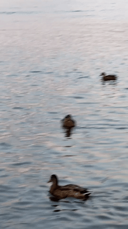 Mallard ducks drifting on rippled water in Krasnoyarsk