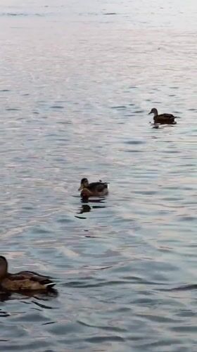 Mallard ducks drifting on rippled water in Krasnoyarsk