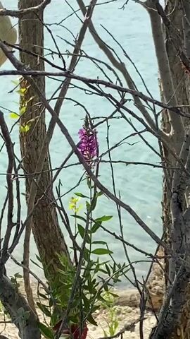 A single purple flower stands tall in the center of the frame, its delicate petals contrasting with the rough, bare branches of trees that surround it. The branches, devoid of leaves, crisscross in the foreground, creating a natural frame that partially obscures the view. Beyond the branches and the flower, a body of calm, light blue water stretches out, its surface rippling gently. The water is shallow enough to reveal the sandy or rocky bottom near the shore, where small pebbles and dried vegetation are visible. The scene is bathed in natural light, suggesting an outdoor setting, possibly a lake or a calm sea. There are no people visible in the video. The camera is stationary, allowing the viewer to appreciate the quiet beauty of the natural landscape.