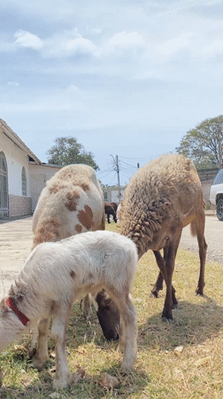 Afternoon scenes captured in Juan Griego, Venezuela
