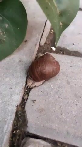 A brown garden snail is slowly moving across a paved surface. The snail's shell is visible, and its body is extended. It is moving through a crack between two paving stones. Green leaves are visible in the upper left and upper right corners of the frame. The ground is made up of light-colored paving stones.