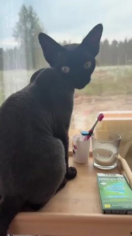 A black cat with large ears sits in front of a window looking to the right. In the foreground on a wooden surface, there is a toothbrush in a white cup, a glass with some liquid, and a box of Nicorette lozenges. The background outside the window shows trees and a field.