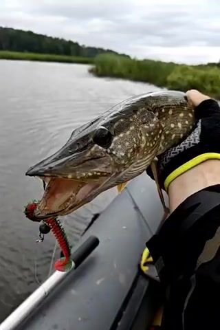 A person in an inflatable boat holds up a pike with a fishing lure in its mouth. The pike's mouth is open, revealing its sharp teeth. The background shows a body of water and trees.