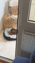 Dog sleeps peacefully on balcony in Montenegro village