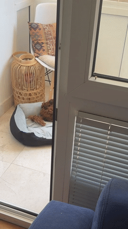 Dog sleeps peacefully on balcony in Montenegro village