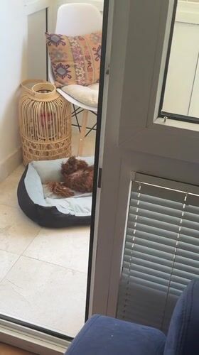 Dog sleeps peacefully on balcony in Montenegro village