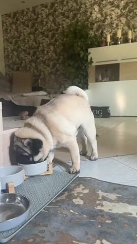 A fawn pug dog with a black face is eating from a gray food bowl, which is raised on a wooden stand. The bowl is positioned in front of a light pink rectangular object, possibly a feeder or a toy. The pug's head is lowered into the bowl, and its snout is mostly obscured. The dog's tail is curled over its back.

The scene appears to be indoors, likely a home environment. In the background, there is a textured wallpaper with a pattern of light and dark gray organic shapes. A tall, green artificial plant is visible to the right of the pug, positioned in front of a white and light wood cabinet. On top of the cabinet, there are several white candle holders with candles. To the left of the pug, a portion of a sofa or couch is visible, with a cushion on it.

In the foreground, on the tiled floor, another gray bowl and a metallic dog bowl are visible, both empty. A patterned rug with gray and brown abstract designs lies on the floor in the lower right corner of the frame. The lighting suggests it is daytime, with natural light entering from the right side of the scene. The camera is positioned at a low angle, focusing on the pug as it eats.