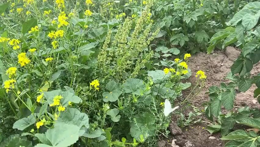 The video shows a patch of vegetation with several plants. The plants on the left are smaller with yellow flowers and green leaves. The plants on the right are larger with broad green leaves, appearing to be potato plants. The ground is visible between the plants and appears to be soil. There is a white object on the ground near the center of the frame, possibly a butterfly or a piece of debris. The overall impression is of a garden or field.