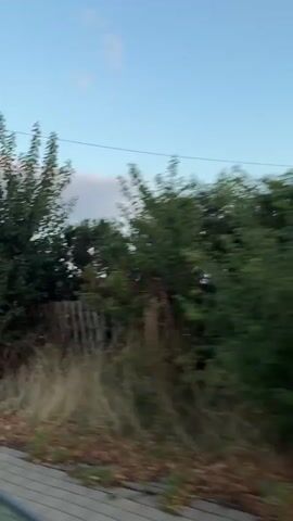 This is a first-person perspective video, likely filmed from a moving vehicle. The scene transitions from a close-up of lush green foliage and trees on the left, with power lines and poles visible, to a wider view of a rural landscape. In the distance, there is a body of water, a row of tall dry grasses, a small building, and hills under a sky with scattered pink and white clouds. The camera pans to the right, revealing more vegetation and a wooden fence. The overall impression is of a scenic drive through a countryside during dusk or dawn, given the soft lighting and the colors of the sky.
