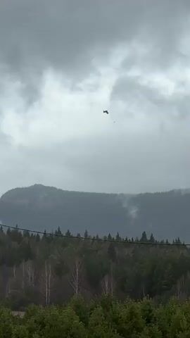 A large, dark bird, likely a raptor, flies across a cloudy, overcast sky above a mountainous landscape. The bird initially appears distant but then glides closer to the camera, exhibiting smooth flight with occasional wing flaps. In the midground, a dense forest of evergreen and some bare deciduous trees covers rolling hills. A thin, horizontal line, resembling a power line, stretches across the middle of the frame, above the treeline. Further back, hazy mountains rise, partially obscured by mist or clouds. A small portion of a building roof is visible in the bottom right corner. The scene depicts a serene, yet slightly somber, natural environment. The location is Tyulyuk, Russia.