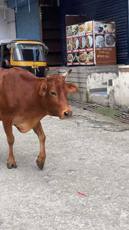Cows roaming the cobbled streets of Vashisht