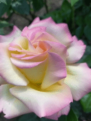 Garden flowers and pets captured in Poltavka, Ukraine morning