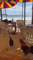 Chickens roam beachside restaurant as patrons dine by shore