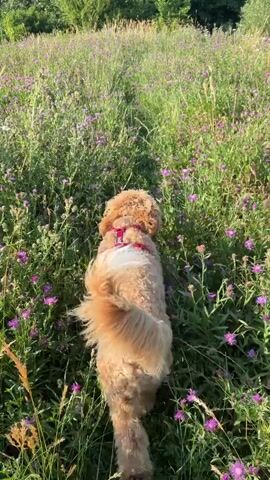 A tan dog with a red harness walks through a field of tall green grass and purple wildflowers. The dog lowers its head and sniffs the ground. The sun is shining and the trees in the background are green.