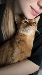Person holds ginger cat in Kazan apartment morning scene