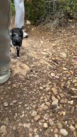 A small black and white dog, wearing a harness, walks along a dirt trail lined with trees and bushes. Two individuals, one wearing light gray sweatpants and the other wearing light gray sweatpants and white sneakers, are walking near the dog. The ground is littered with rocks, pebbles, and dry leaves. The individual holding the camera is partially visible, mainly showing their gray sweatpants and shoes. The dog occasionally sniffs at the ground and vegetation. The dog’s tail is wagging. Another person is visible ahead on the trail.