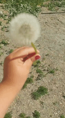 Person photographs wildflowers during morning outdoor collection session